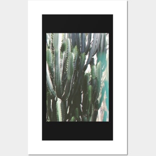 Cacti Posters and Art